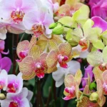 ako-chovat-orchidey-aby-mali-doma-vzdy-kvety-zahradnici-pomenovali.webp.webp