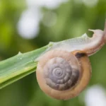 ako-moze-kava-pomoct-eliminovat-skodcov-v-zahrade.webp.webp