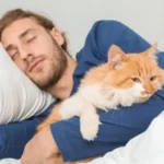 ako-odnaucit-macku-budit-sa-v-noci-veterinari-poskytli-uzitocne.webp.webp