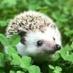 ako-prilakat-jezka-na-svoj-pozemok-neuhadnete-preco-by-toto.webp.webp