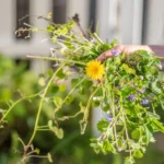ako-znicit-burinu-4-najlepsie-prirodne-sposoby.webp.webp