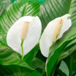 presadzanie-ktore-je-zabudnute-odbornik-povedal-ako-zachranit-spathiphyllum.webp.webp