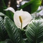 ako-dosiahnut-aby-spathiphyllum-opat-kvitlo-odbornici-prezradili-dolezite-tajomstva.webp.webp