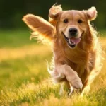 ako-mozu-ludia-neumyselne-skratit-zivot-svojho-psa-veterinar-vymenoval.webp.webp
