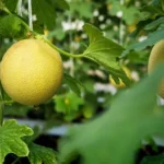 boli-pomenovane-najlepsie-a-najsladsie-odrody-melonov-vhodne-na-pestovanie.webp.webp