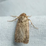 co-robit-aby-mole-nelietali-ani-v-blizkosti-domu-prirodne.webp.webp