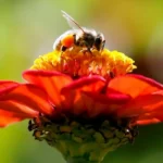 liecba-alergie-lekar-hovori-ktore-metody-funguju-a-ktore-nie.webp.webp