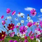 sviatok-dnes-14-maja-kto-ma-den-anjela-co-nerobit.webp.webp
