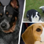 zdravy-a-silny-veterinar-vymenoval-5-plemien-psov-ktore-takmer.webp.webp