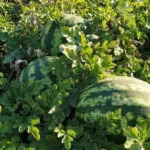 vysadte-melony-a-vodne-melony-v-tychto-junovych-dnoch.webp.webp
